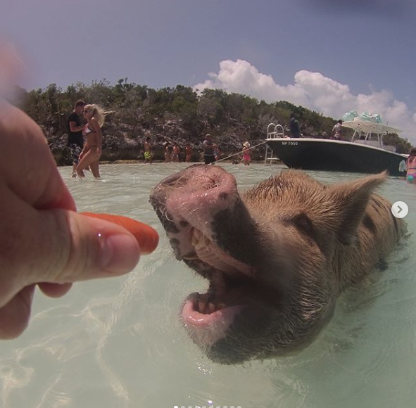 Andrew Shaw qui NOURRIT des COCHONS aux Bahamas!!!!! HAHA!!!!