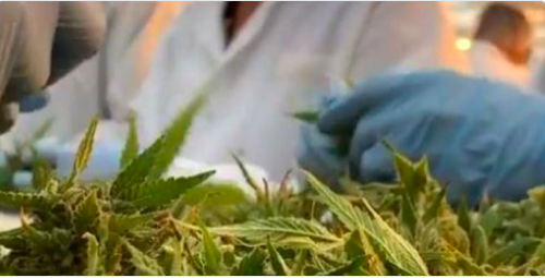 De 20% à 40% des joueurs de la LNH CONSOMMENT de la MARIJUANA..